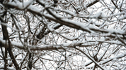 Branches