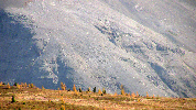 Larch Valley