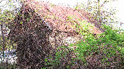 Overgrown