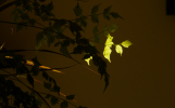 Indoor Leaves