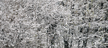 Snow, Trees